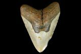Fossil Megalodon Tooth - North Carolina #124350-1